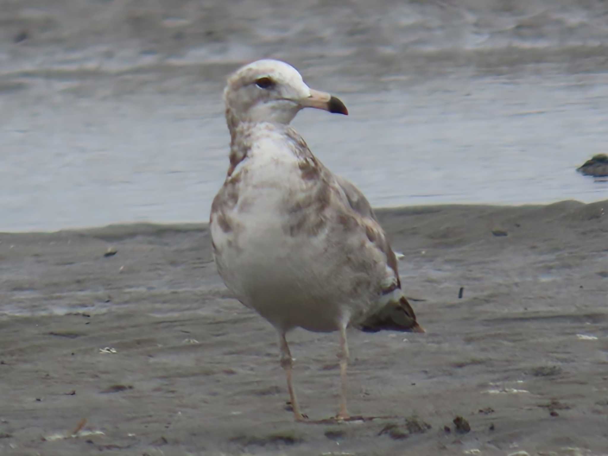 ウミネコ幼鳥さん