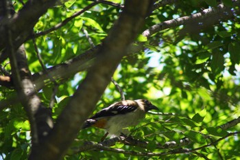 Grey Treepie 台湾台南 Thu, 6/1/2023