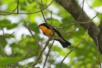 2023年6月24日(土) 神戸市の野鳥観察記録