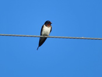 2023年6月25日(日) 十勝北部の野鳥観察記録