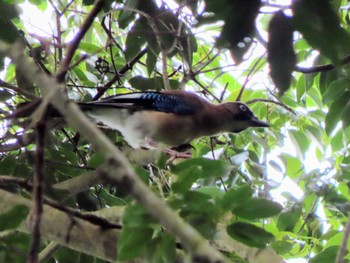 Eurasian Jay 春日山原始林 Sat, 6/24/2023