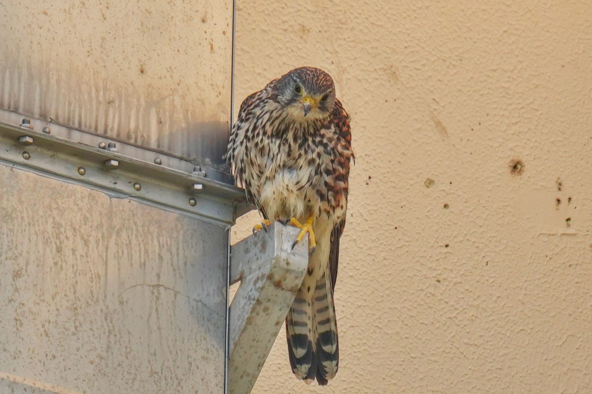 Common Kestrel