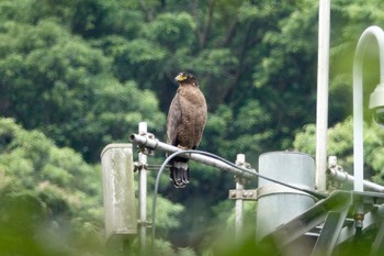 Crested Serpent Eagle 富陽自然生態公園、台湾 Mon, 5/15/2023