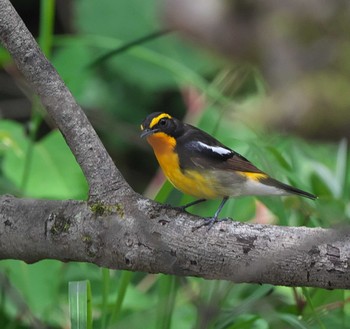 Narcissus Flycatcher 富士山山麓 Sun, 6/18/2023