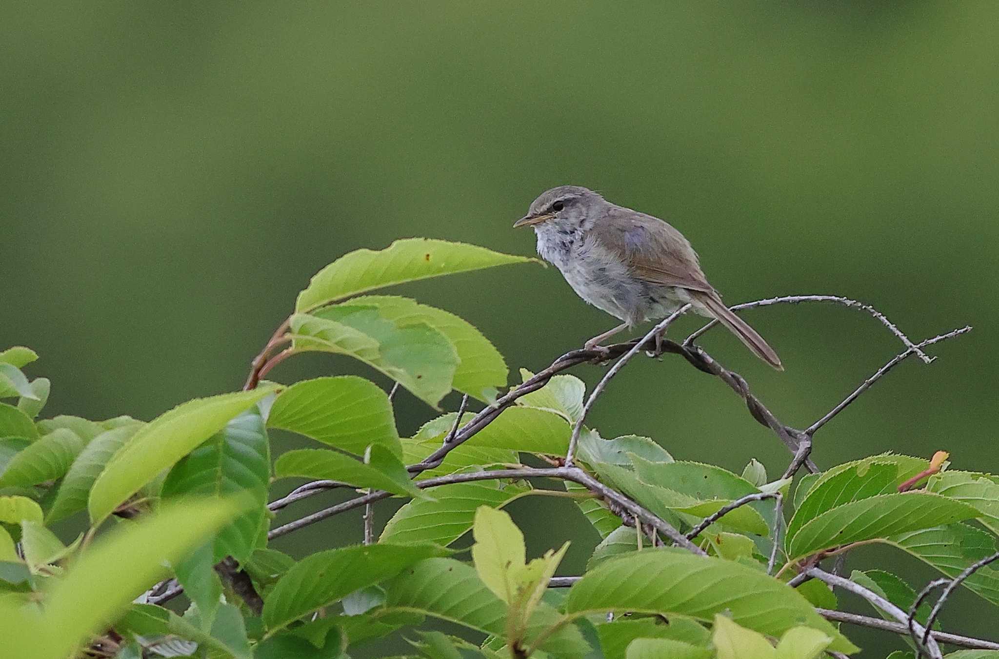 愛知県 ウグイスの写真