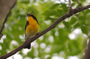 Narcissus Flycatcher 愛知県 Wed, 6/21/2023