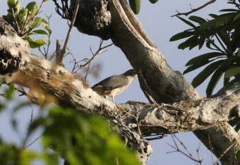 アカエリツミ アイアンレンジ国立公園 撮影日未設定