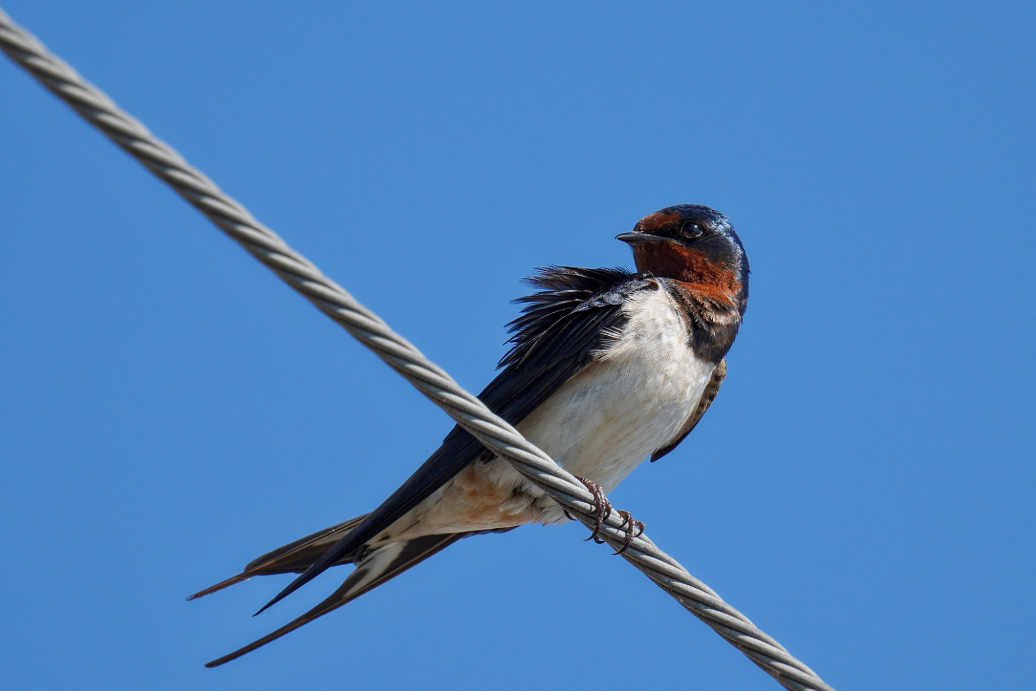 Barn Swallow