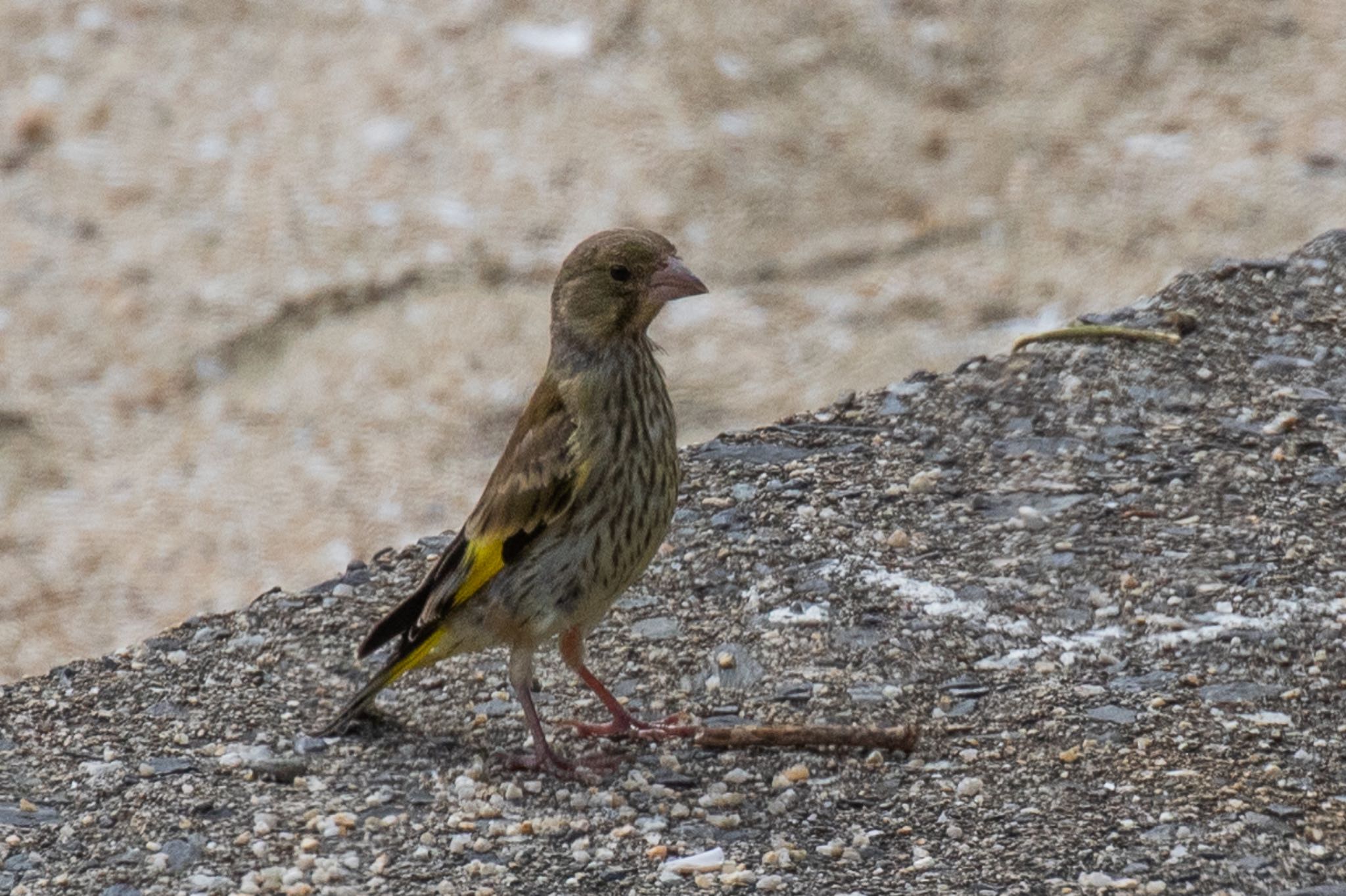 カワラヒワの幼鳥