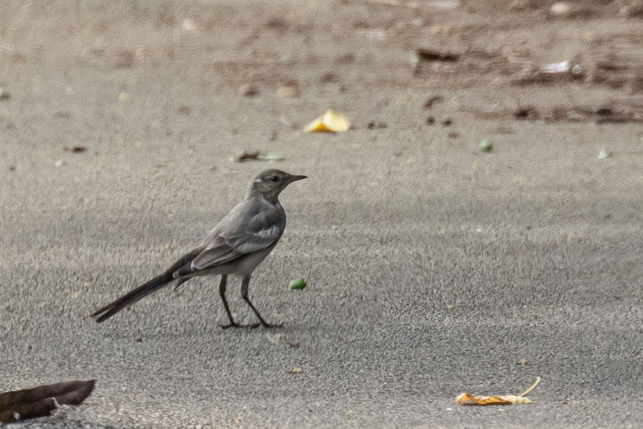 ハクセキレイの幼鳥