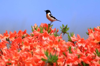 Amur Stonechat Unknown Spots Unknown Date