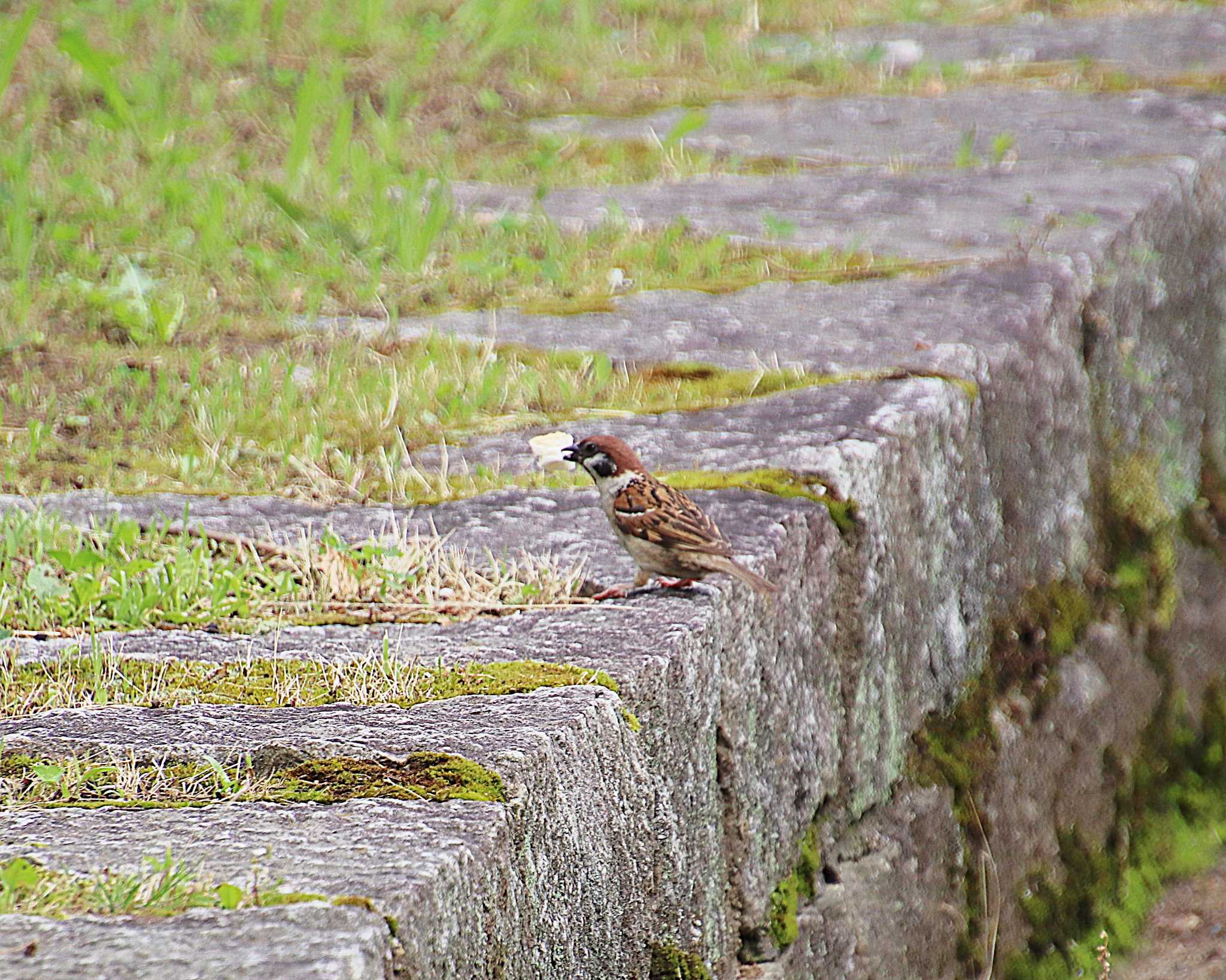 Eurasian Tree Sparrow