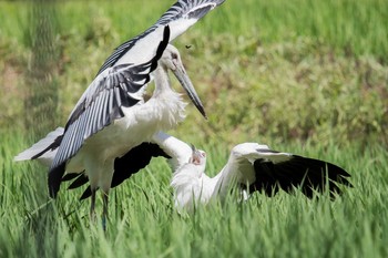 コウノトリ 場所が不明 2018年7月30日(月)