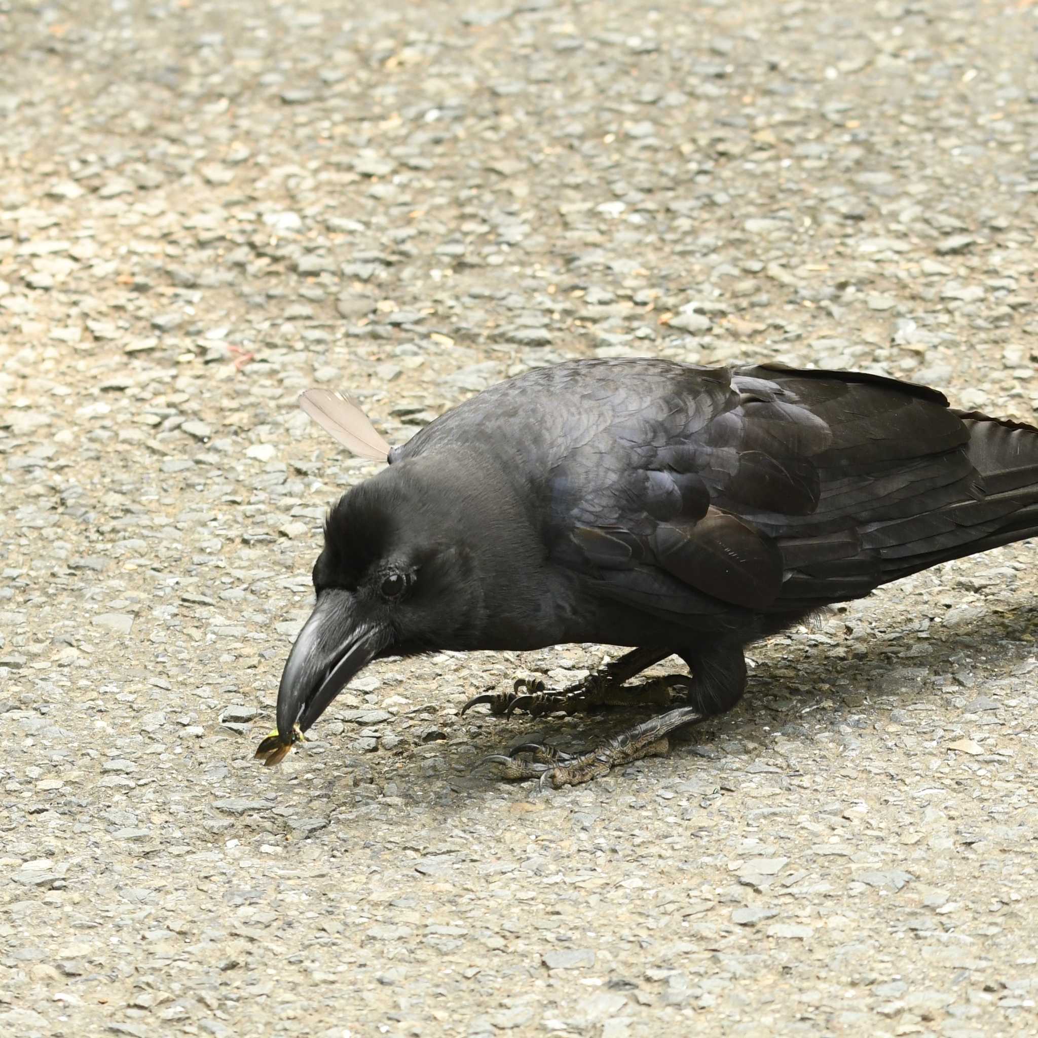 舞岡公園 ハシブトガラスの写真