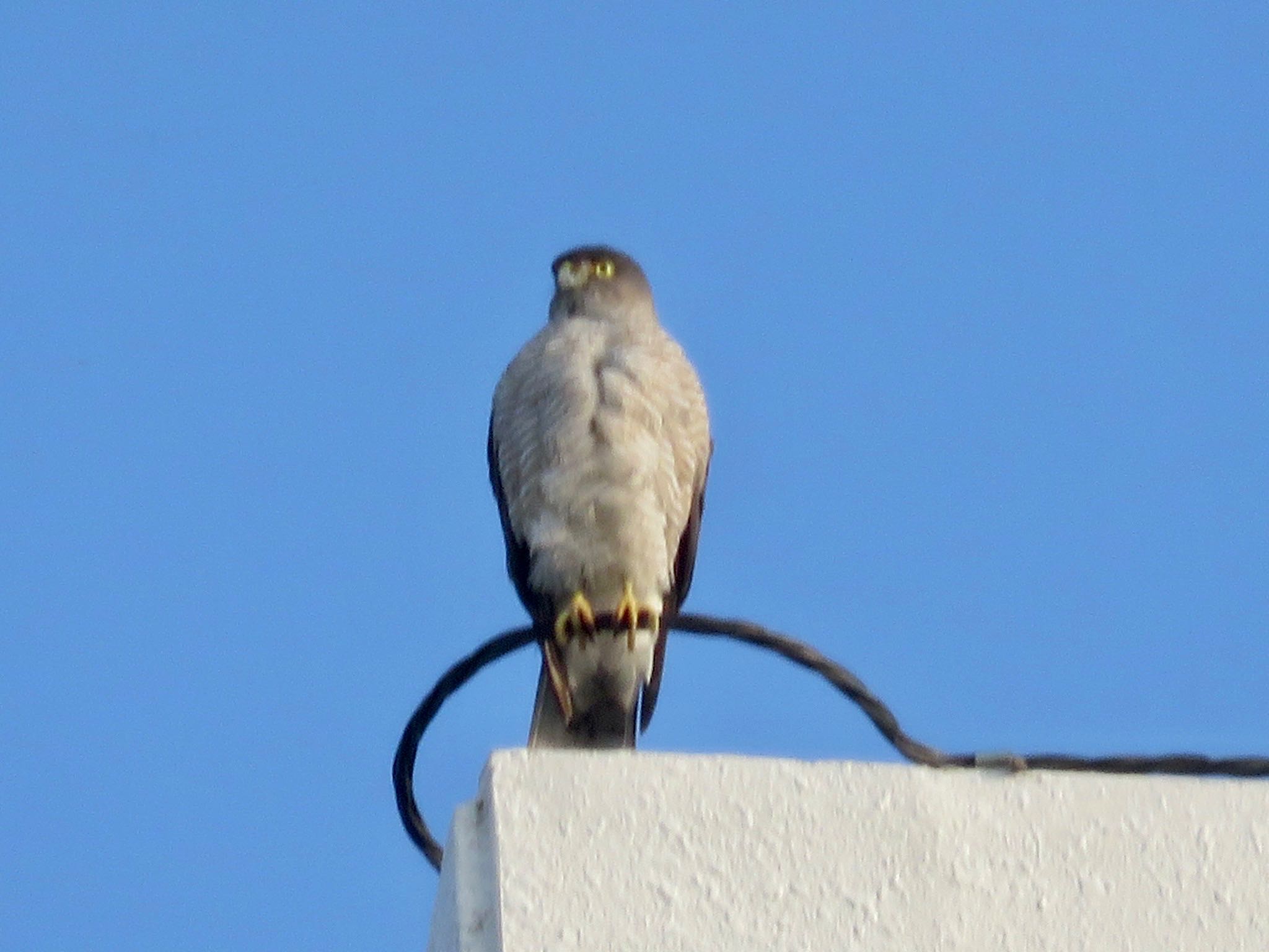 Photo of Japanese Sparrowhawk at 柏市 by WATARAI