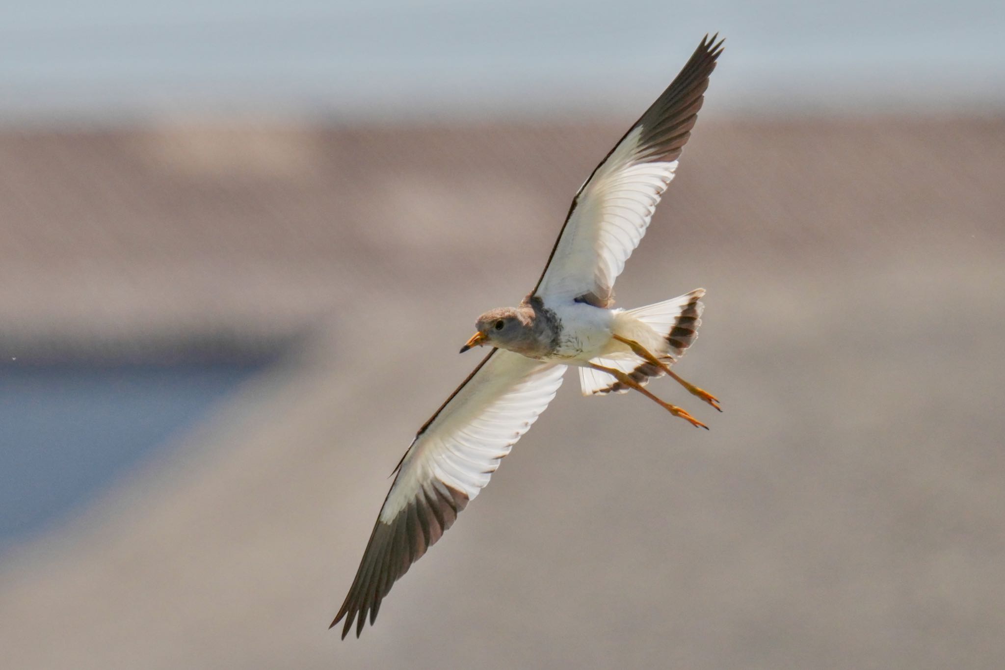 Grey-headed Lapwing