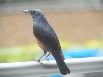 Blue Rock Thrush 摂津市 Sun, 6/25/2023