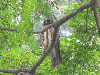 2023年6月24日(土) 東京都内の野鳥観察記録