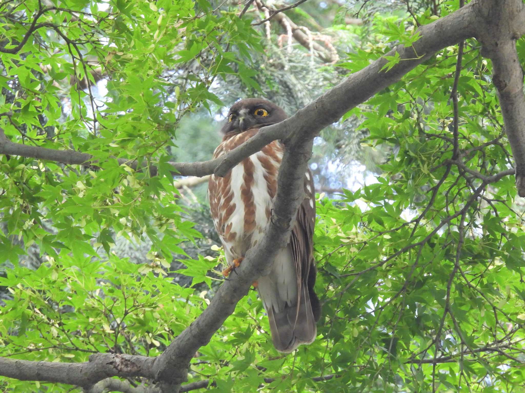 東京都内　アオバズク画像