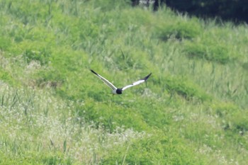 Pied Harrier Unknown Spots Sun, 6/25/2023