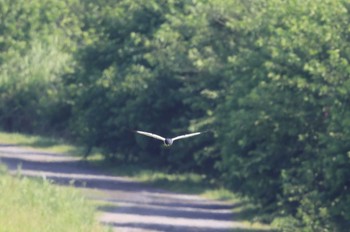 Pied Harrier Unknown Spots Sun, 6/25/2023