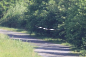 Pied Harrier Unknown Spots Sun, 6/25/2023