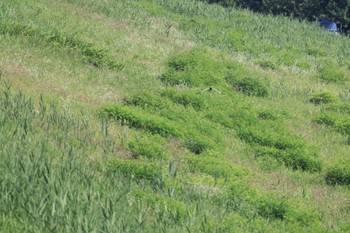 Pied Harrier Unknown Spots Sun, 6/25/2023