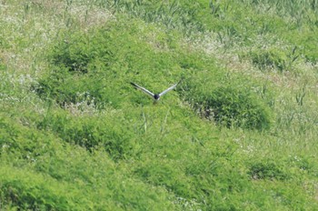 Pied Harrier Unknown Spots Sun, 6/25/2023