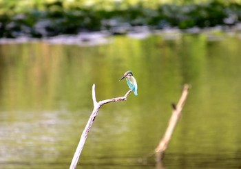 カワセミ 水元公園 2018年7月29日(日)