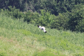 Pied Harrier Unknown Spots Sun, 6/25/2023