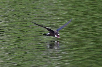 White-throated Needletail Unknown Spots Unknown Date