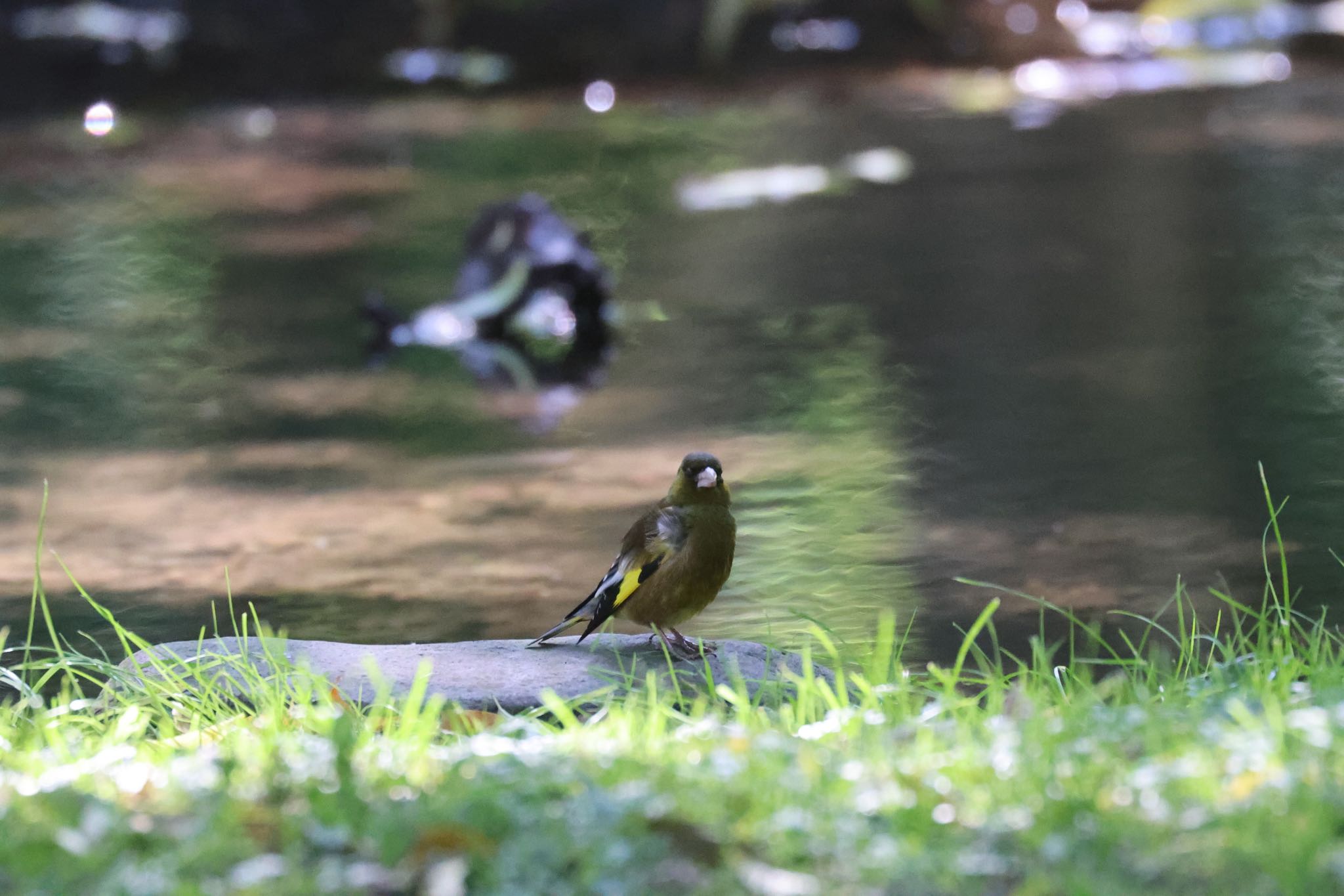 北海道大学 カワラヒワの写真