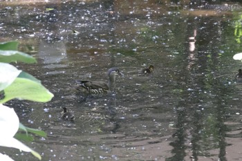 2023年6月25日(日) 北海道大学の野鳥観察記録