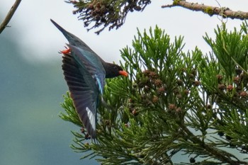 2023年6月24日(土) 松之山の野鳥観察記録