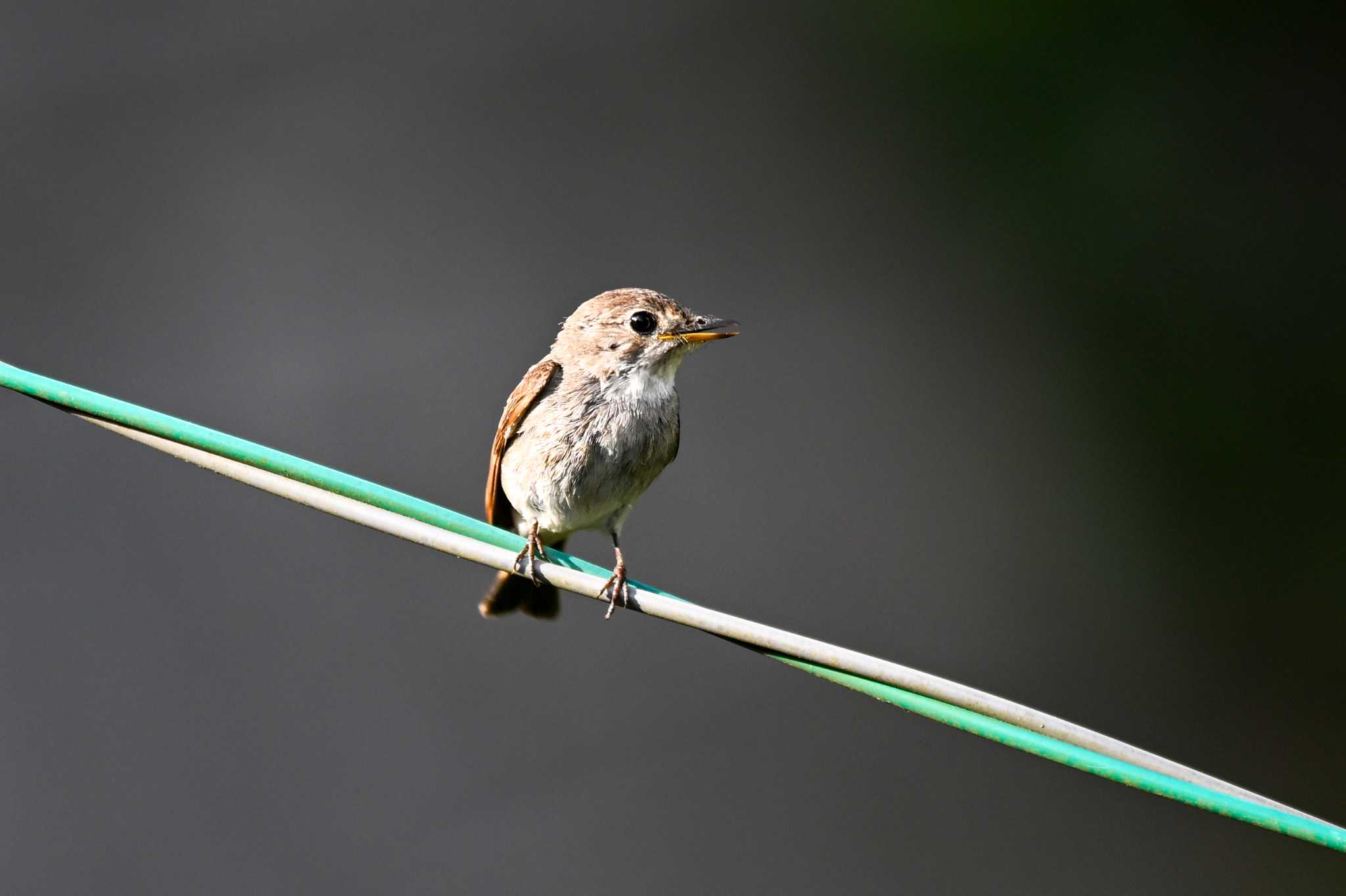 Asian Brown Flycatcher