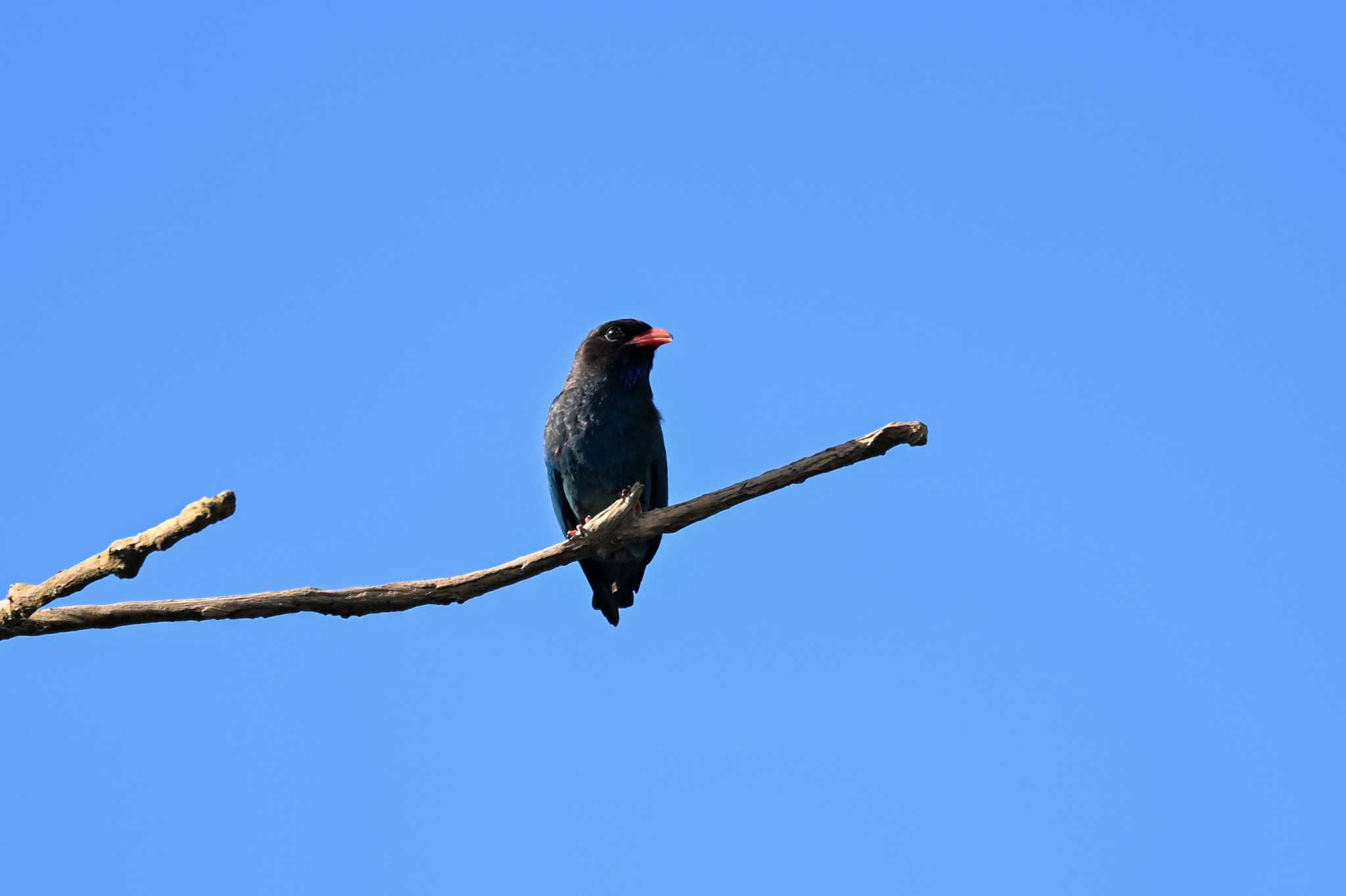 Oriental Dollarbird