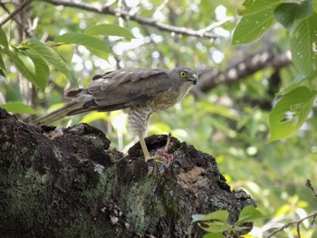 Japanese Sparrowhawk 埼玉県鴻巣市吹上　元荒川 Sun, 6/25/2023