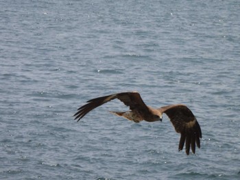 2023年6月25日(日) 江ノ島の野鳥観察記録