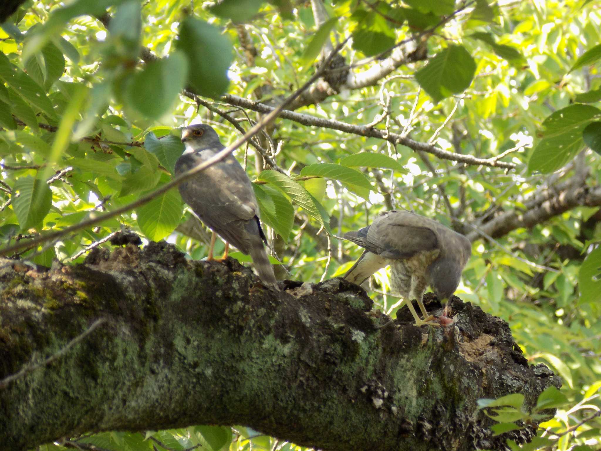 Photo of Japanese Sparrowhawk at 埼玉県鴻巣市吹上　元荒川 by mrnana akira