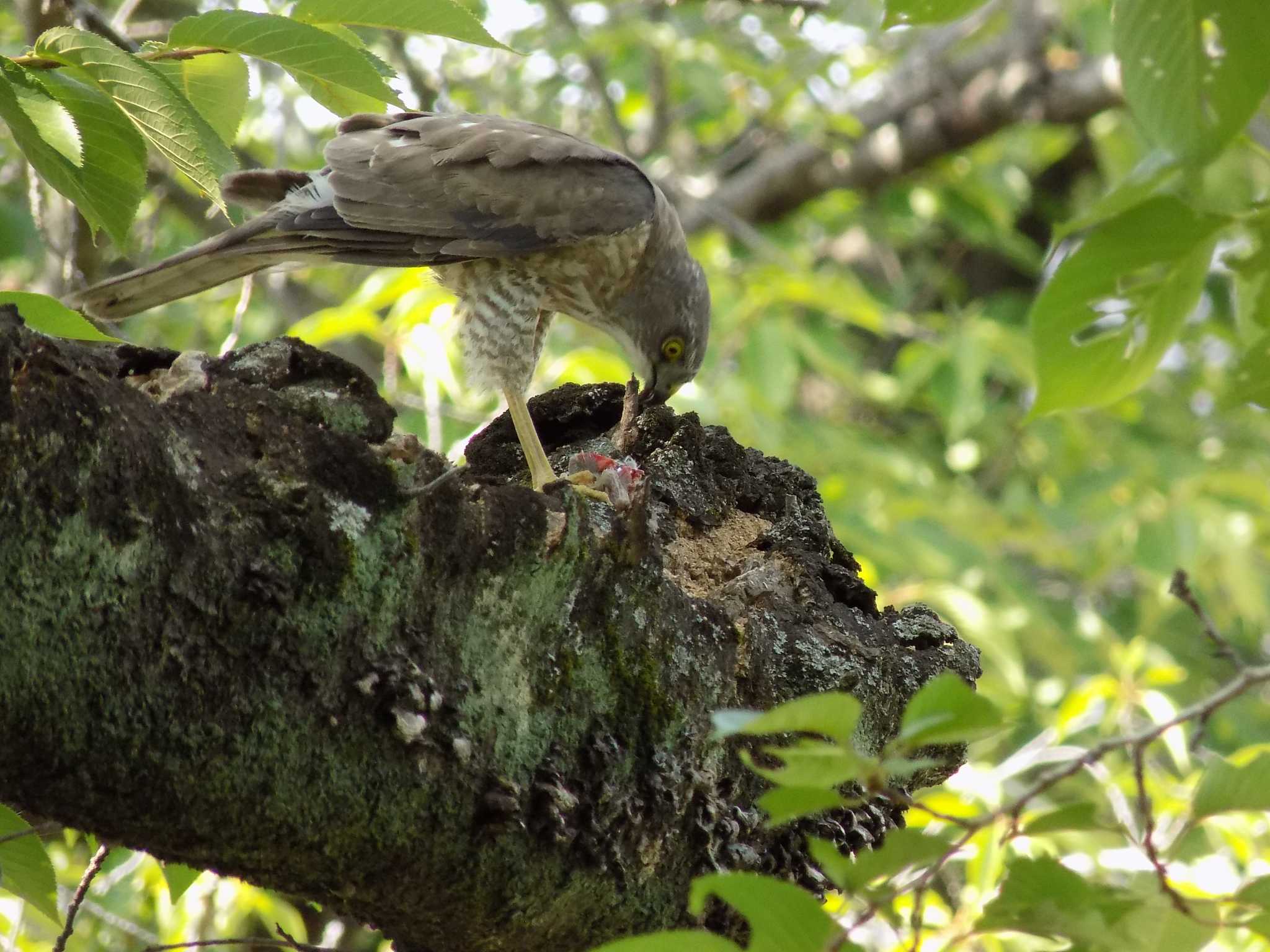 Photo of Japanese Sparrowhawk at 埼玉県鴻巣市吹上　元荒川 by mrnana akira