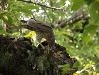 Japanese Sparrowhawk 埼玉県鴻巣市吹上　元荒川 Sun, 6/25/2023