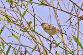 Zitting Cisticola 笹川 Sun, 6/25/2023