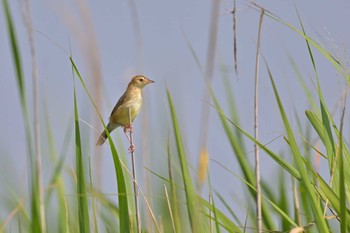 Zitting Cisticola 笹川 Sun, 6/25/2023