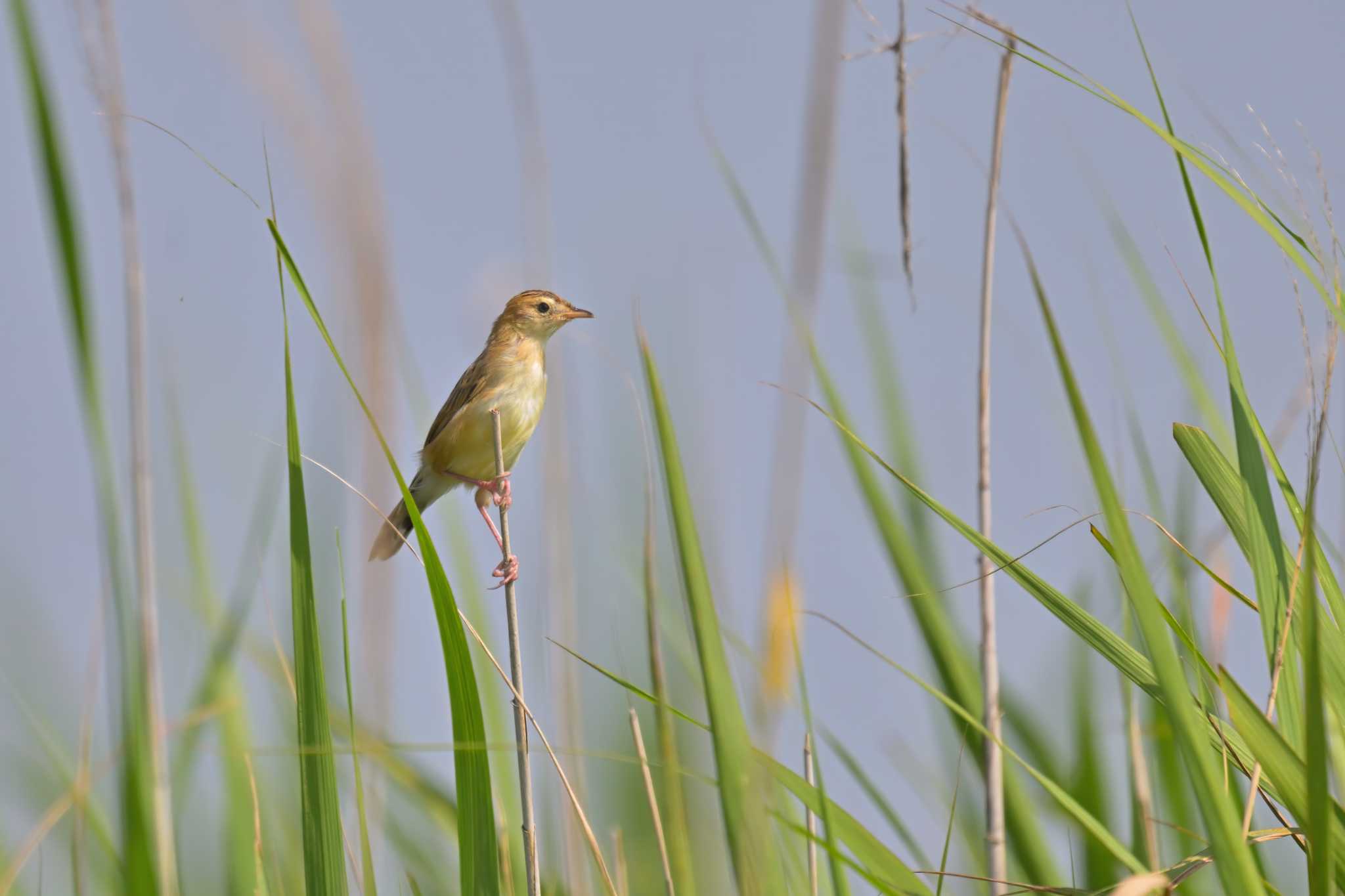 Photo of Zitting Cisticola at 笹川 by birds@hide3