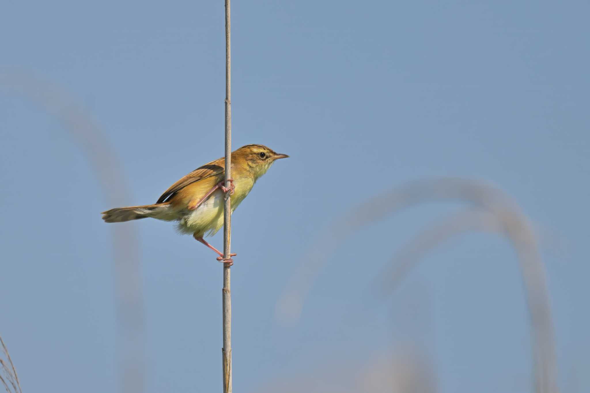 Photo of Zitting Cisticola at 笹川 by birds@hide3