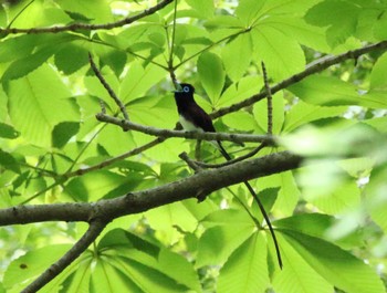 Black Paradise Flycatcher 滋賀県湖西 Sun, 6/25/2023