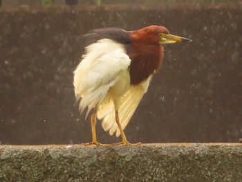 2023年6月25日(日) 金井遊水地(金井遊水池)の野鳥観察記録