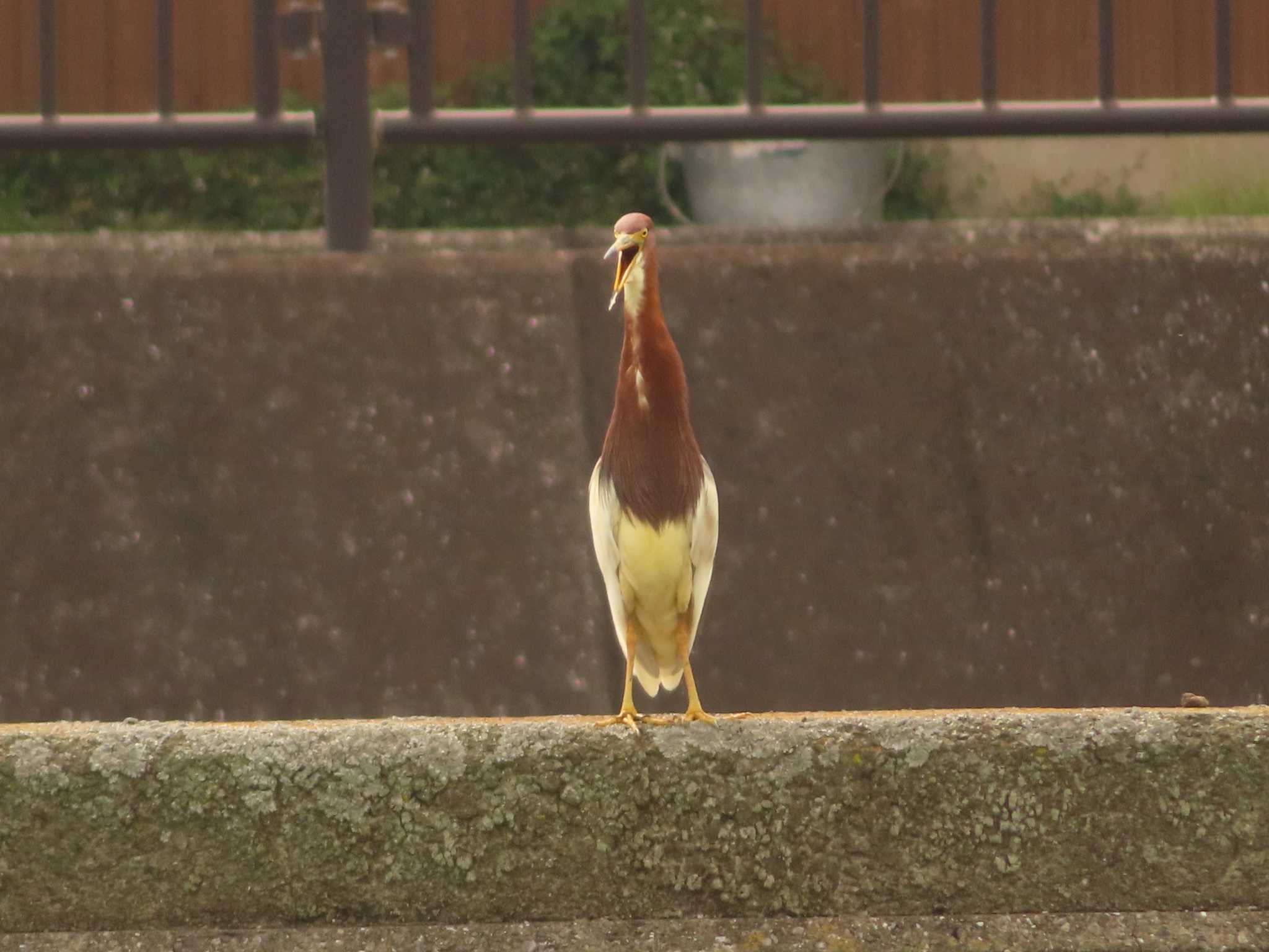 金井遊水地(金井遊水池) アカガシラサギの写真