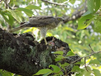 Japanese Sparrowhawk 埼玉県鴻巣市吹上　元荒川 Sun, 6/25/2023