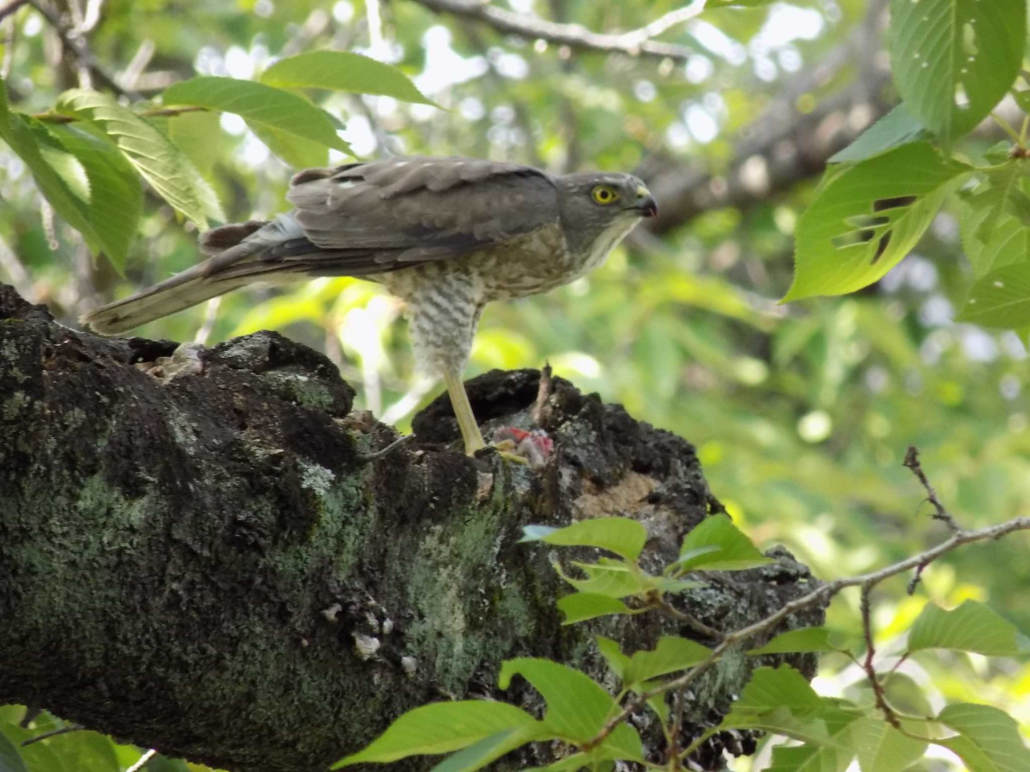 Photo of Japanese Sparrowhawk at 埼玉県鴻巣市吹上　元荒川 by 近所で鳥見